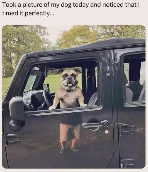 Sit stay laugh a gallery of funny dogs - #23 