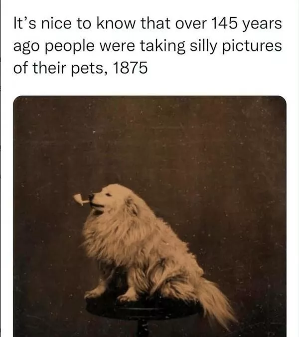 Sit stay laugh a gallery of funny dogs - #3 