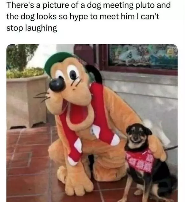 Sit stay laugh a gallery of funny dogs - #4 