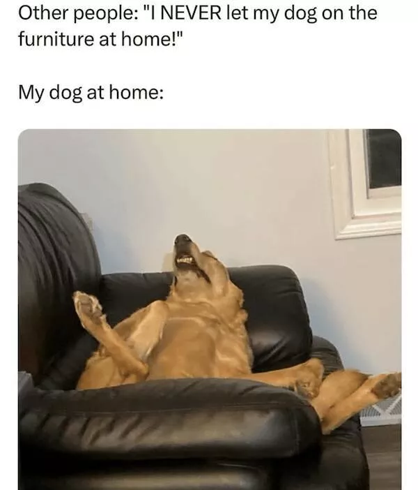Sit stay laugh a gallery of funny dogs - #5 