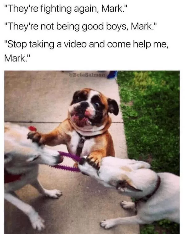 Sit stay laugh a gallery of funny dogs - #6 