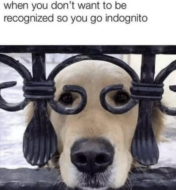 Sit stay laugh a gallery of funny dogs - #7 