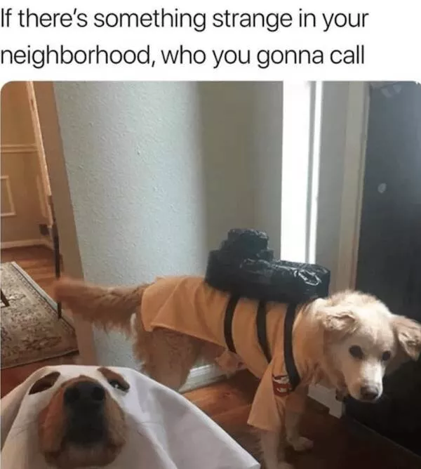 Sit stay laugh a gallery of funny dogs - #8 