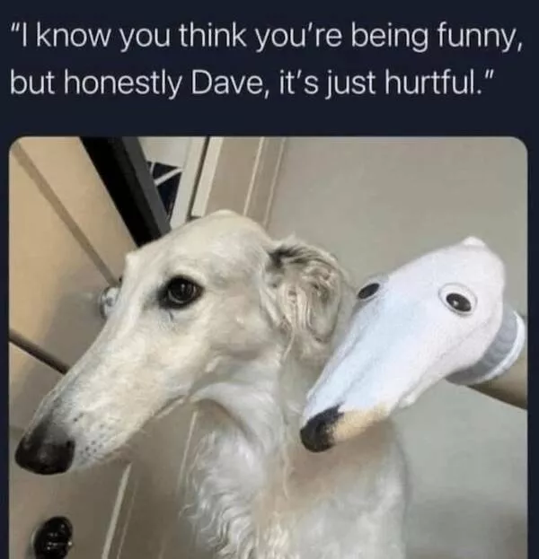 Sit stay laugh a gallery of funny dogs - #9 