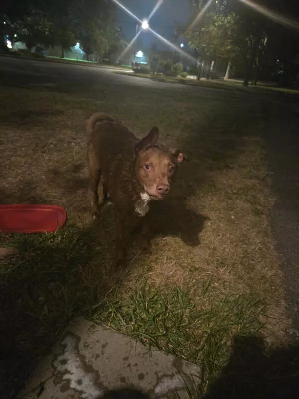 Ouch just ouch a gallery of painful fails - #18 My dog chased a skunk at 3 AM, what a mess Ouch just ouch a gallery of painful fails - #18 My dog chased a skunk at 3 AM, what a mess
