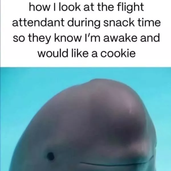 Delightful memes a gallery of silly fun - #9 