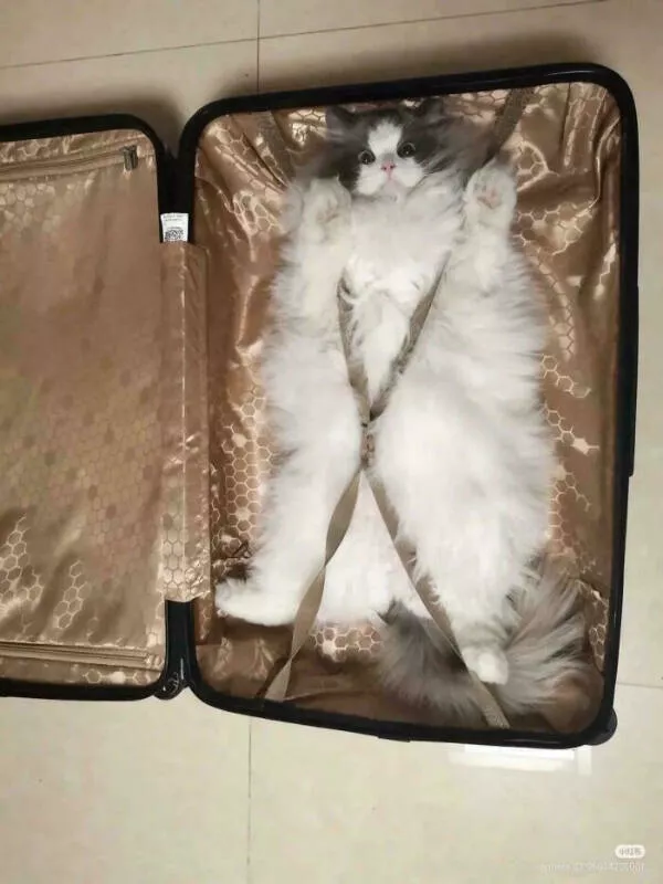 Chats tres droles des photos hilarantes - #10 