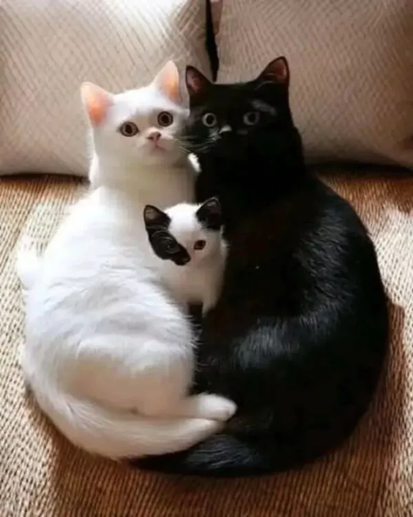 Hilarious cats a gallery of funny moments
