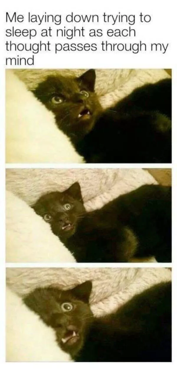 Hilarious cats a gallery of funny moments - #12 
