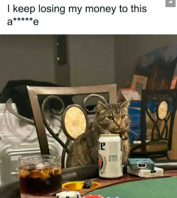 Hilarious cats a gallery of funny moments - #14 