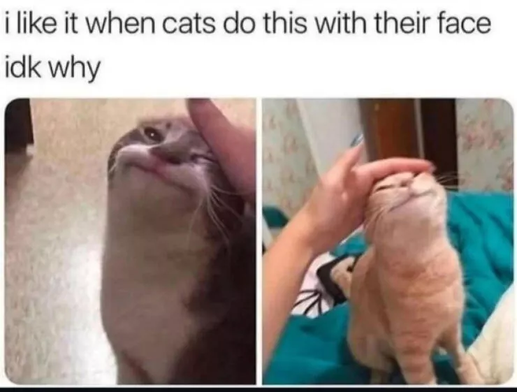 Hilarious cats a gallery of funny moments - #15 