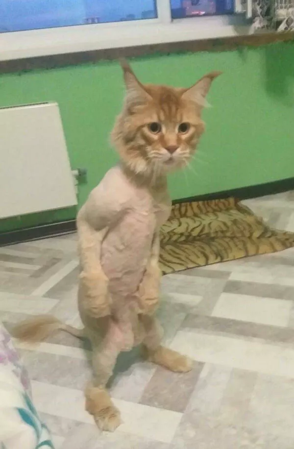 Hilarious cats a gallery of funny moments - #17 