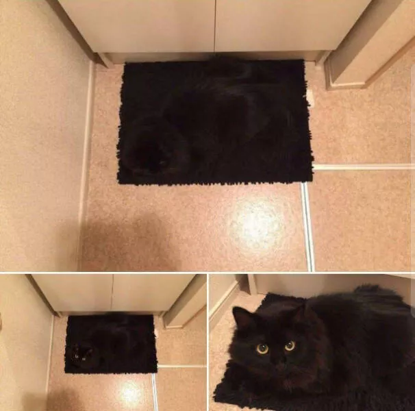Hilarious cats a gallery of funny moments - #18 