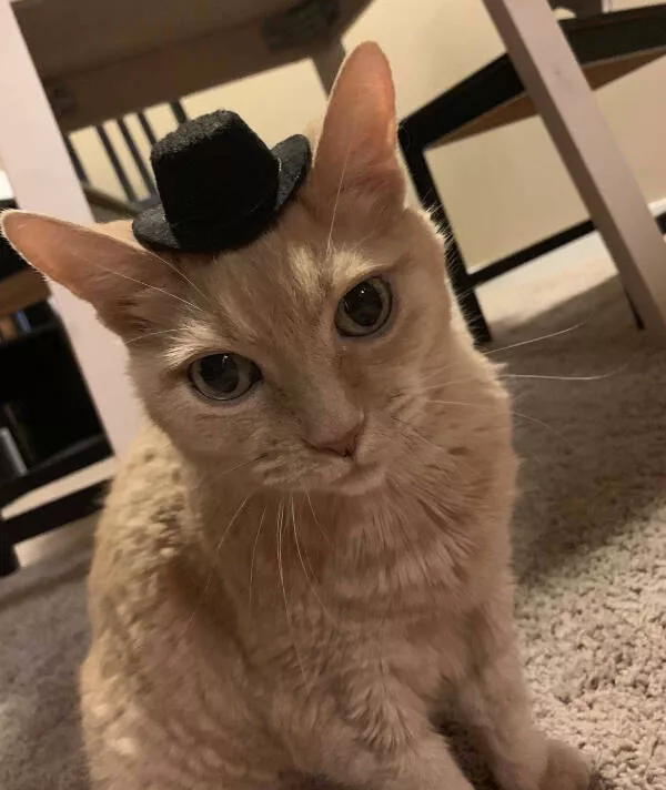 Hilarious cats a gallery of funny moments - #19 