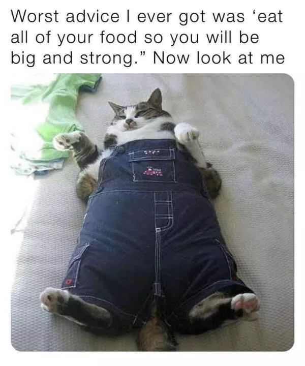 Hilarious cats a gallery of funny moments - #2 