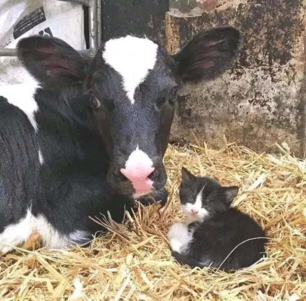 Hilarious cats a gallery of funny moments