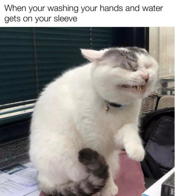 Hilarious cats a gallery of funny moments - #3 