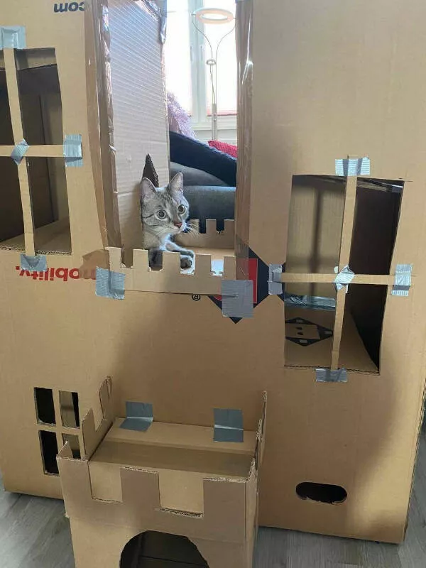 Hilarious cats a gallery of funny moments - #4 
