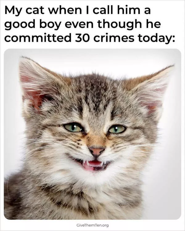 Hilarious cats a gallery of funny moments - #5 