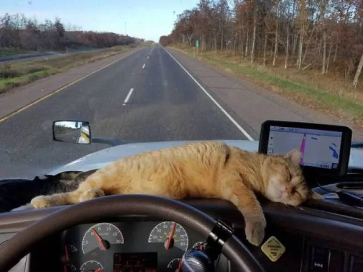 Hilarious cats a gallery of funny moments - #7 