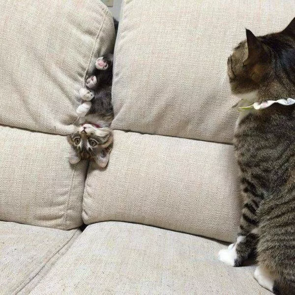 Hilarious cats a gallery of funny moments - #8 