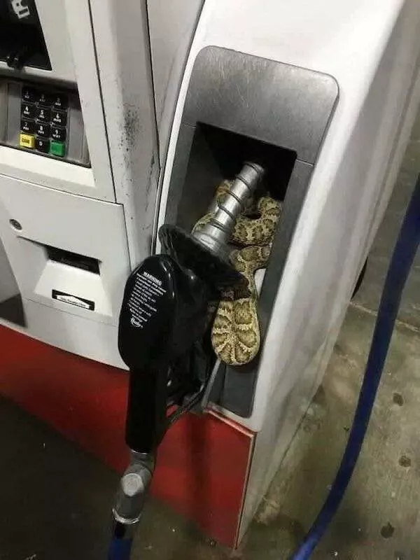 Strange snapshots from around the web - #25 