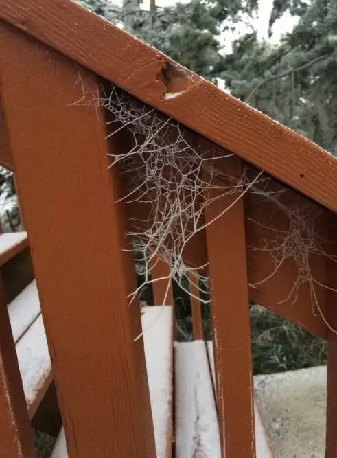 Unseen world stunning new perspectives - #18 This spider web that is completely frozen