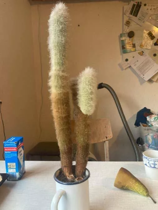 Unseen world stunning new perspectives - #3 A cactus showing when its owner quit smoking