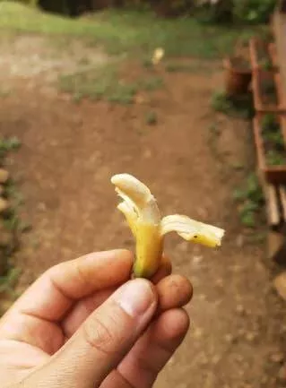 Unseen world stunning new perspectives - #4 This incredibly tiny little banana