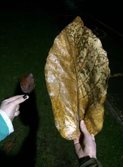 Unseen world stunning new perspectives - #6 This ginormous leaf is truly huge
