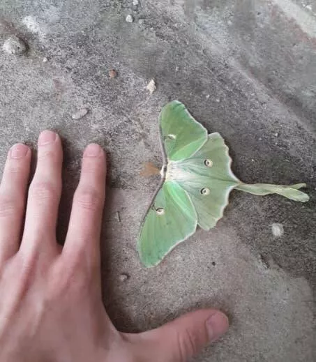 Unseen world stunning new perspectives - #7 A huge lunar moth with ginormous wings