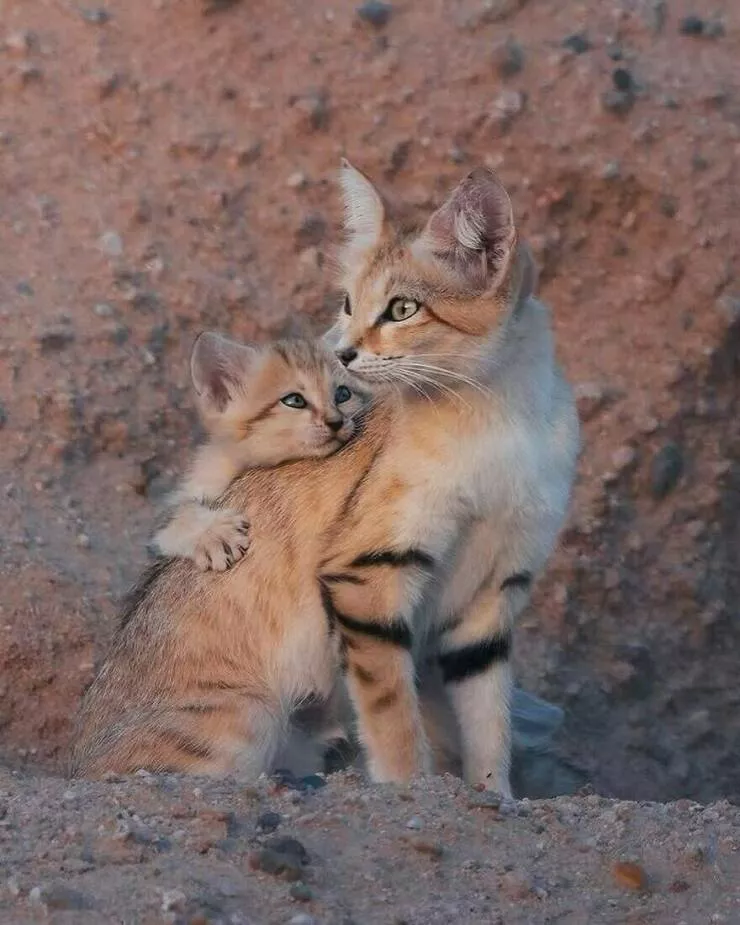 Quand le mignon frappe a la porte - #1 