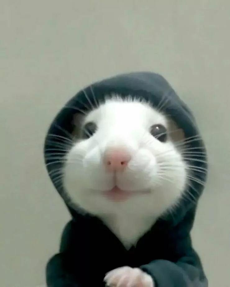 Irresistible cuteness a gallery of adorable moments - #11 