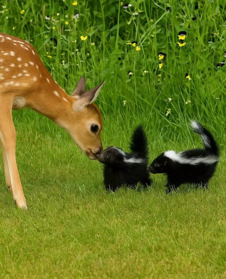 Quand le mignon frappe a la porte - #12 