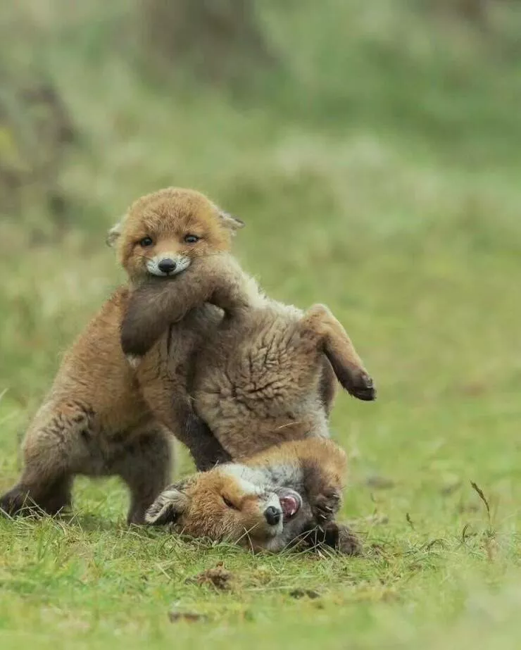 Irresistible cuteness a gallery of adorable moments - #13 