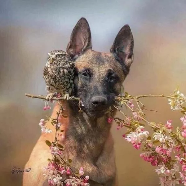 Irresistible cuteness a gallery of adorable moments - #16 