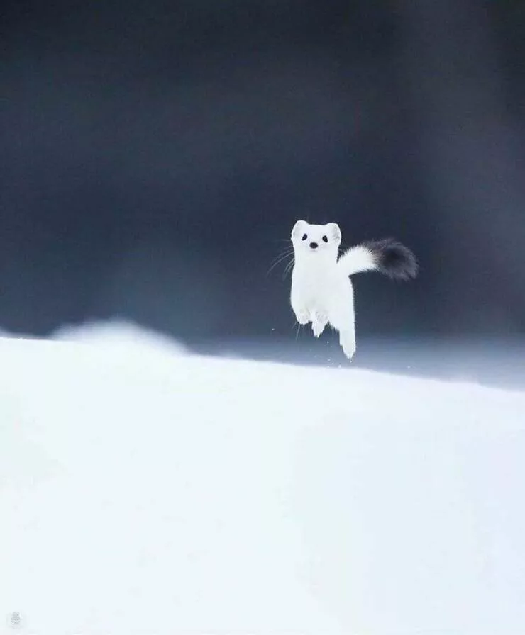 Irresistible cuteness a gallery of adorable moments - #17 