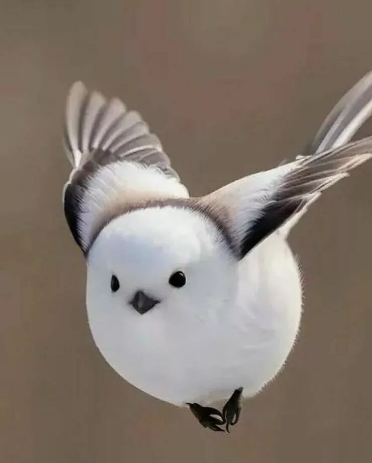 Irresistible cuteness a gallery of adorable moments - #20 