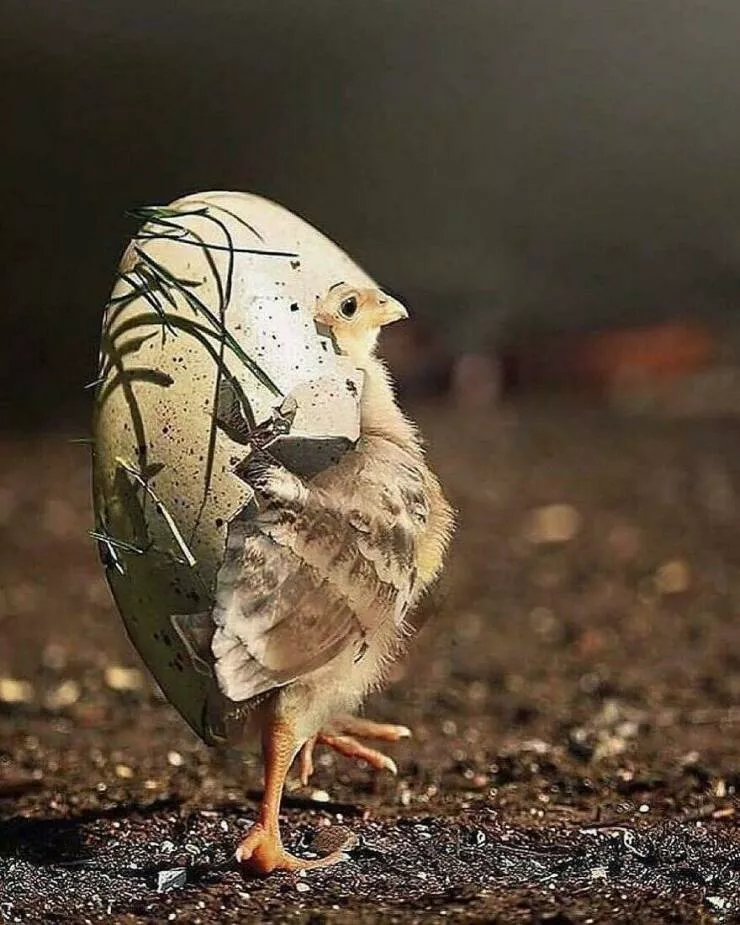 Irresistible cuteness a gallery of adorable moments