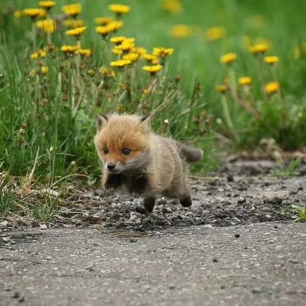 Irresistible cuteness a gallery of adorable moments