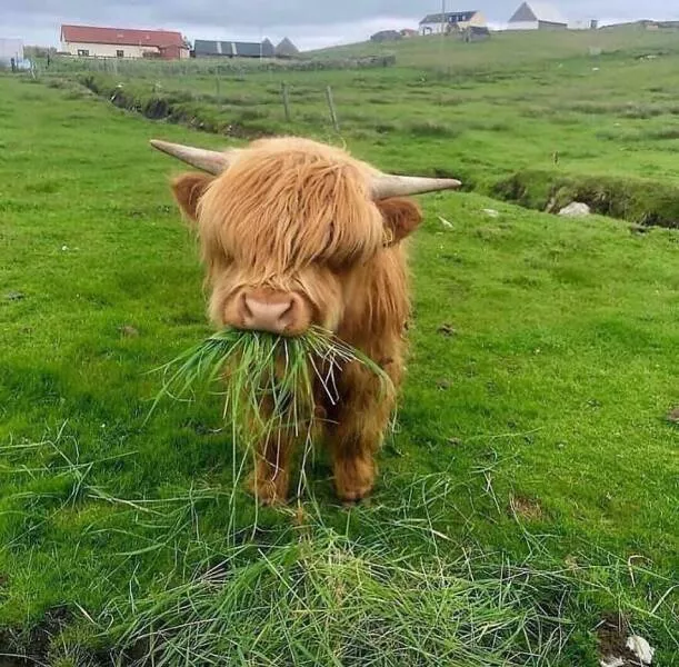 Irresistible cuteness a gallery of adorable moments
