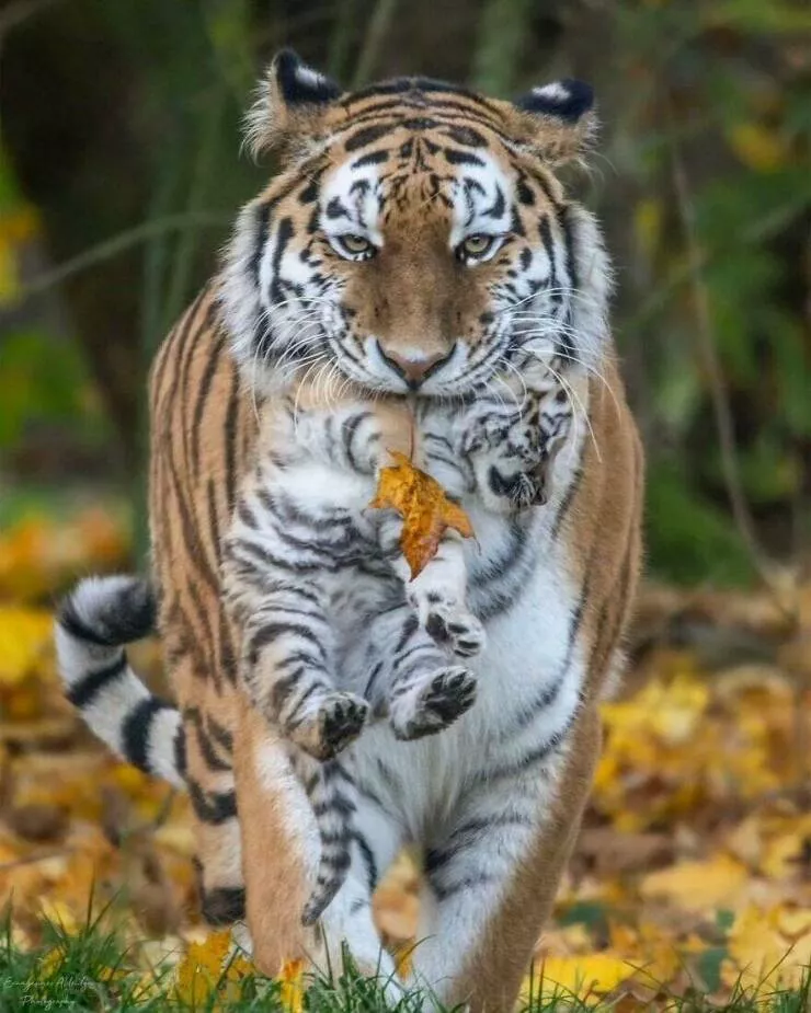 Irresistible cuteness a gallery of adorable moments - #27 