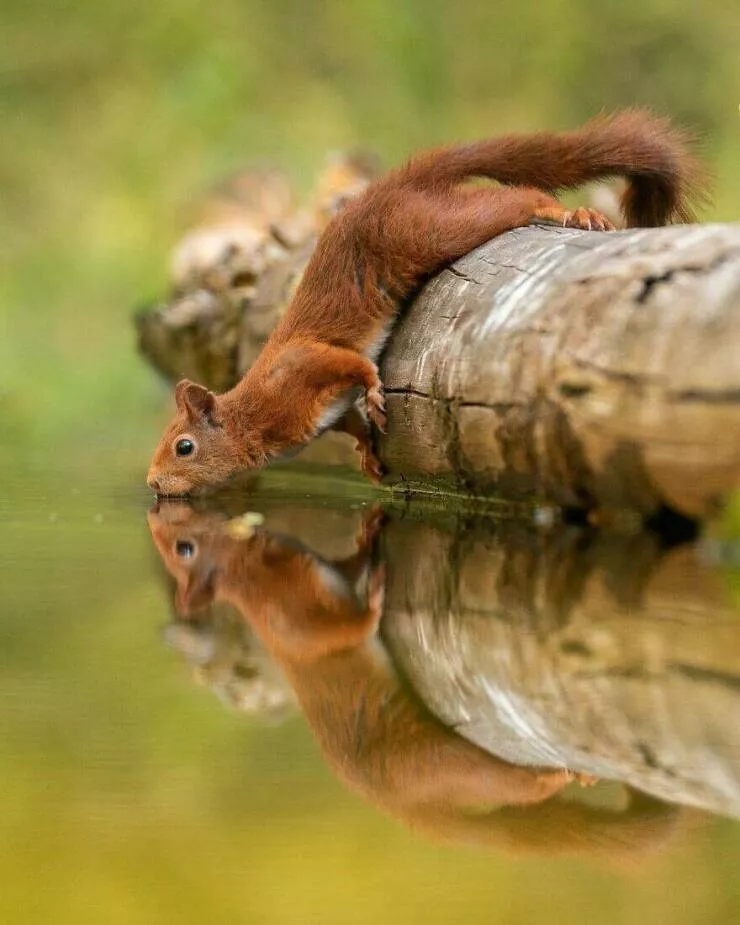 Irresistible cuteness a gallery of adorable moments - #32 
