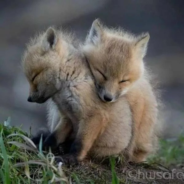 Irresistible cuteness a gallery of adorable moments - #34 