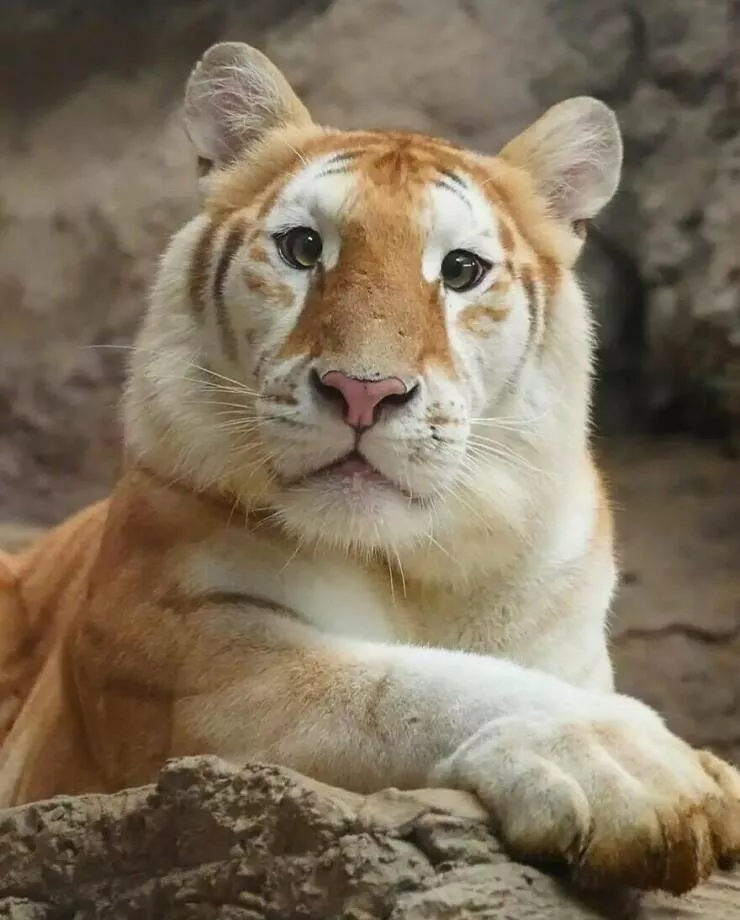 Irresistible cuteness a gallery of adorable moments - #35 