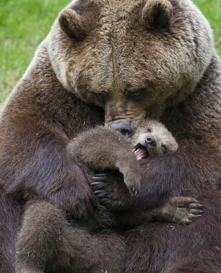 Irresistible cuteness a gallery of adorable moments - #36 