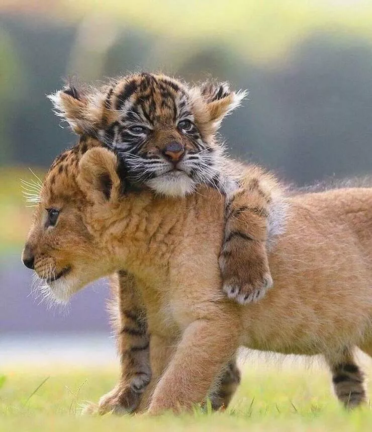 Irresistible cuteness a gallery of adorable moments - #37 