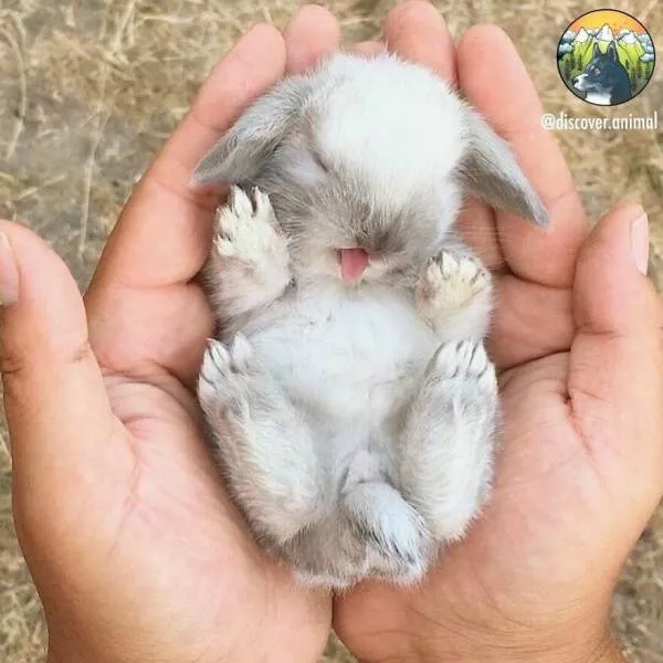 Irresistible cuteness a gallery of adorable moments - #38 