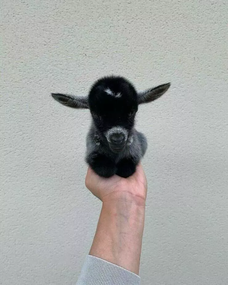 Irresistible cuteness a gallery of adorable moments - #39 