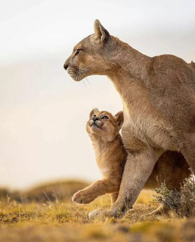Irresistible cuteness a gallery of adorable moments - #4 